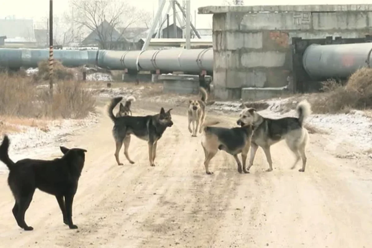 Polis uşağı sahibsiz itlərdən xilas etdi