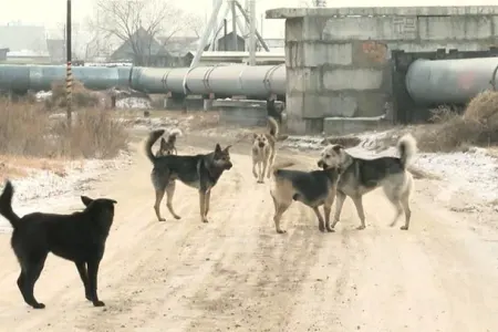 Polis uşağı sahibsiz itlərdən xilas etdi