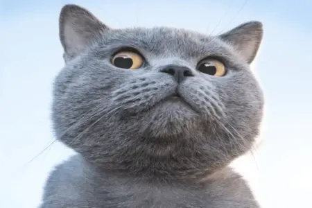 Bu ölkədə ev pişikləri saxlamaq qadağan edilə bilər