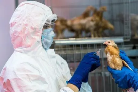 Quş qripi - necə yayılır?