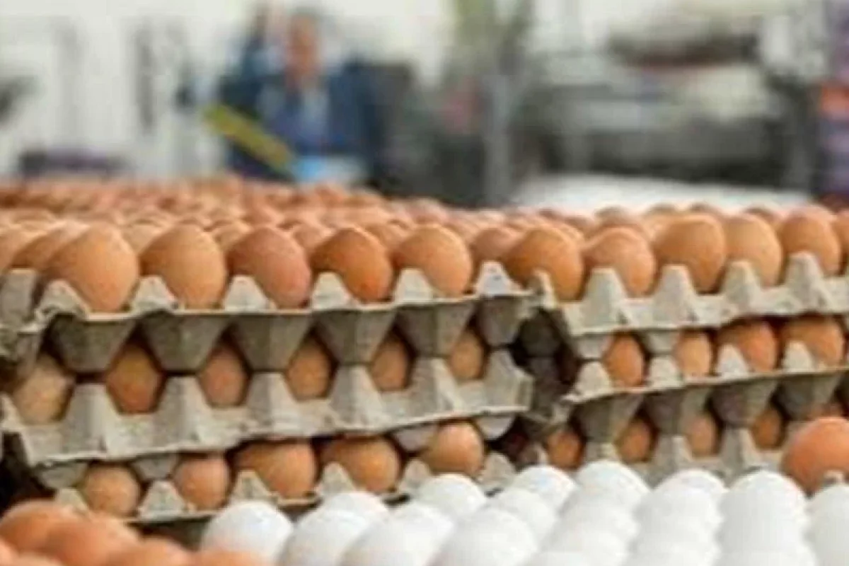 ABŞ-də 100 min toyuq yumurtası oğurlandı