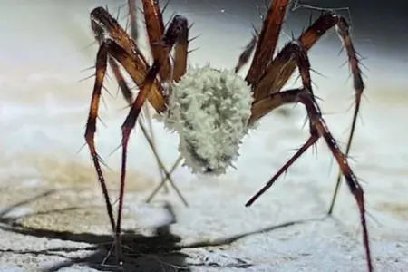 Alimlərdən hörümçəkləri "zombiyə" çevirən - YENİ KƏŞF