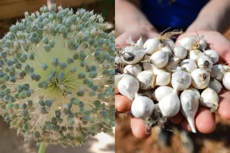 Buna görə minlərlə manat cərimə tətbiq ediləcək