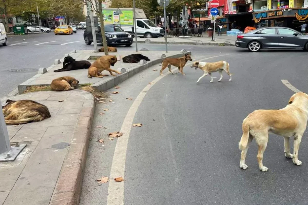Sahibsiz itlər 16 yaşlı uşağa - hücum etdi