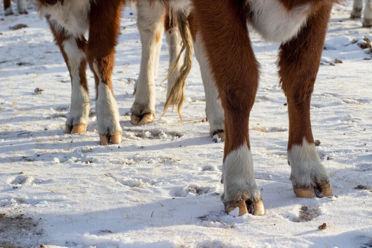 İnəklər insanları qorxuya saldı - ŞOK SƏBƏB