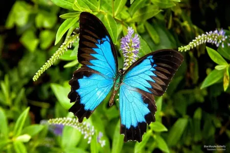 Yuxuda kəpənək görmək nə deməkdir?