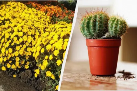 Ev üçün zərərli olan - 9 BİTKİ