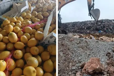 55 ton limon məhv edildi - Tərkibində...