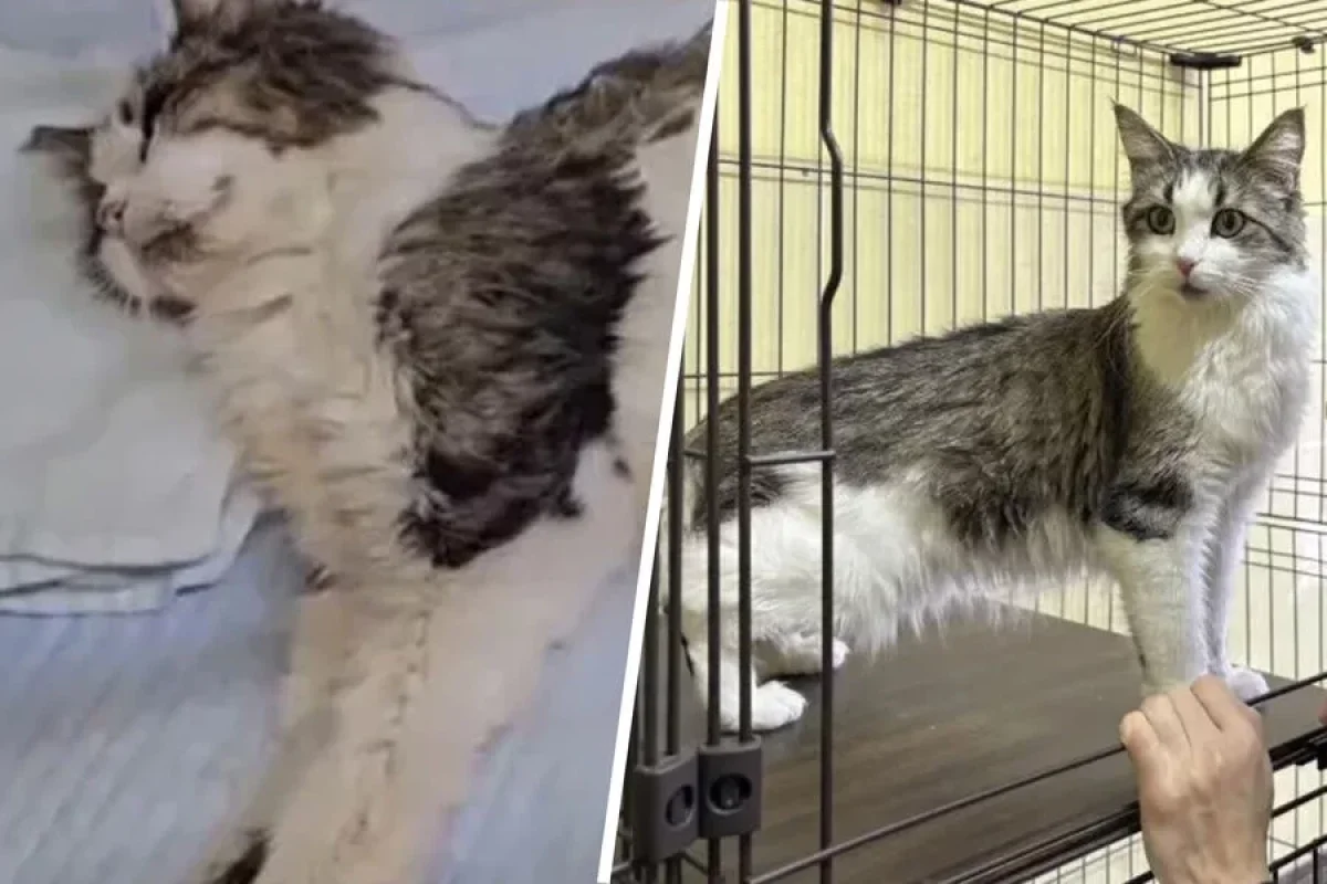 Pişik 1 ay mənzildə kilidli - saxlanıldı