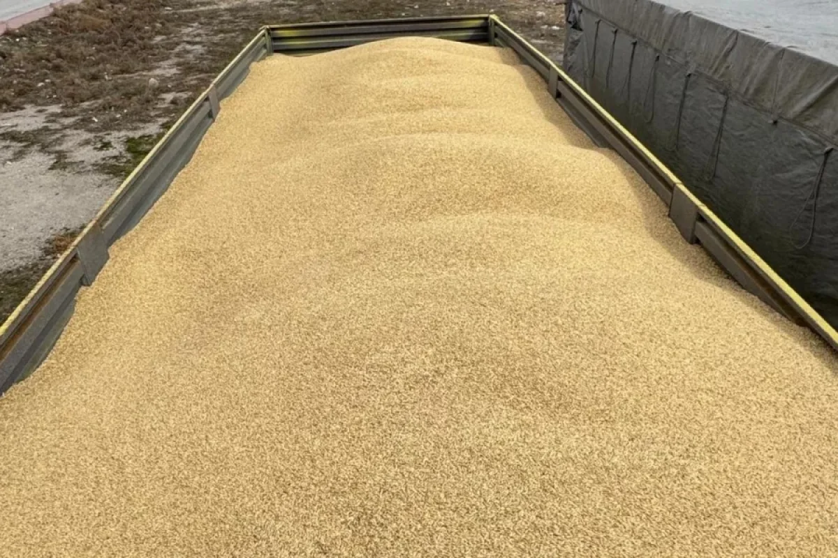 İş yerindən 250 ton arpa oğurladı: - "Şeytana uydum"