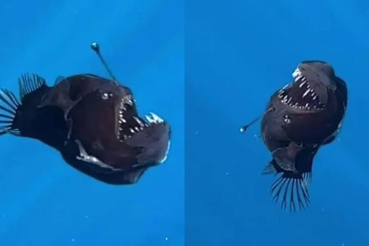 Okeana qara şeytan - TAPILDI