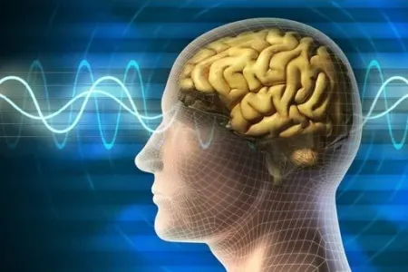 Meymun beynini insan beyninə çevirən mexanizm tapıldı