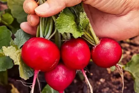 İnfarktın qarşını alır - Turp__NEWL__