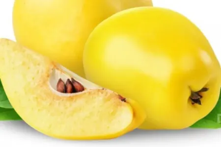 Heyvanın bilmədiyimiz faydaları