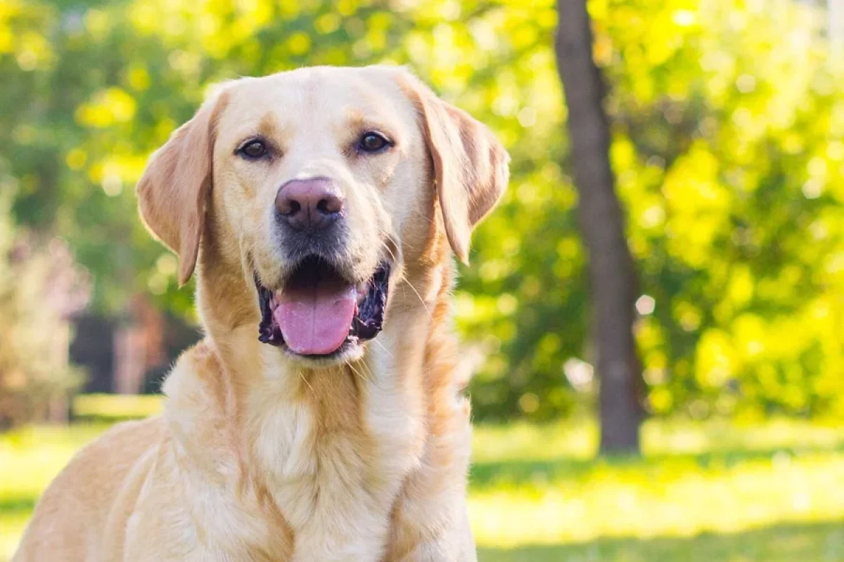 İti övladlığa - GÖTÜRDÜ