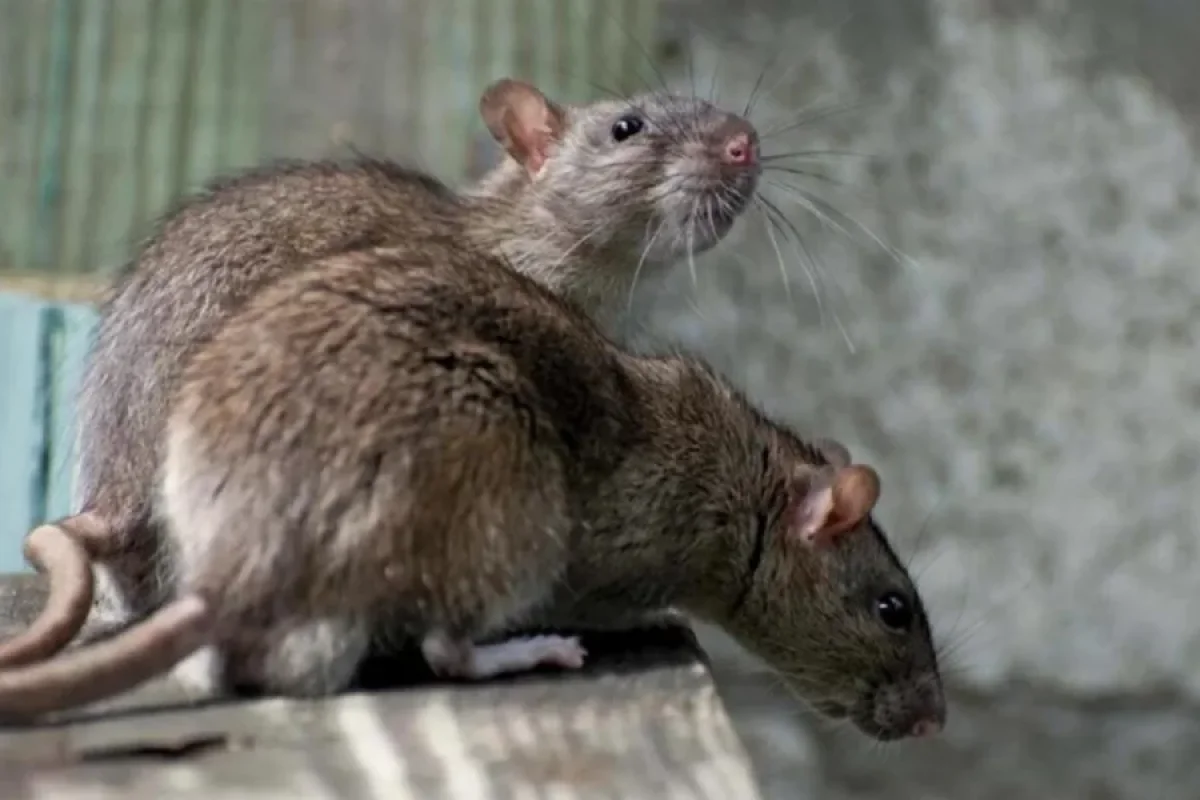 1 həftədir yoxa çıxan kişini siçanlar YEDİ - FOTO