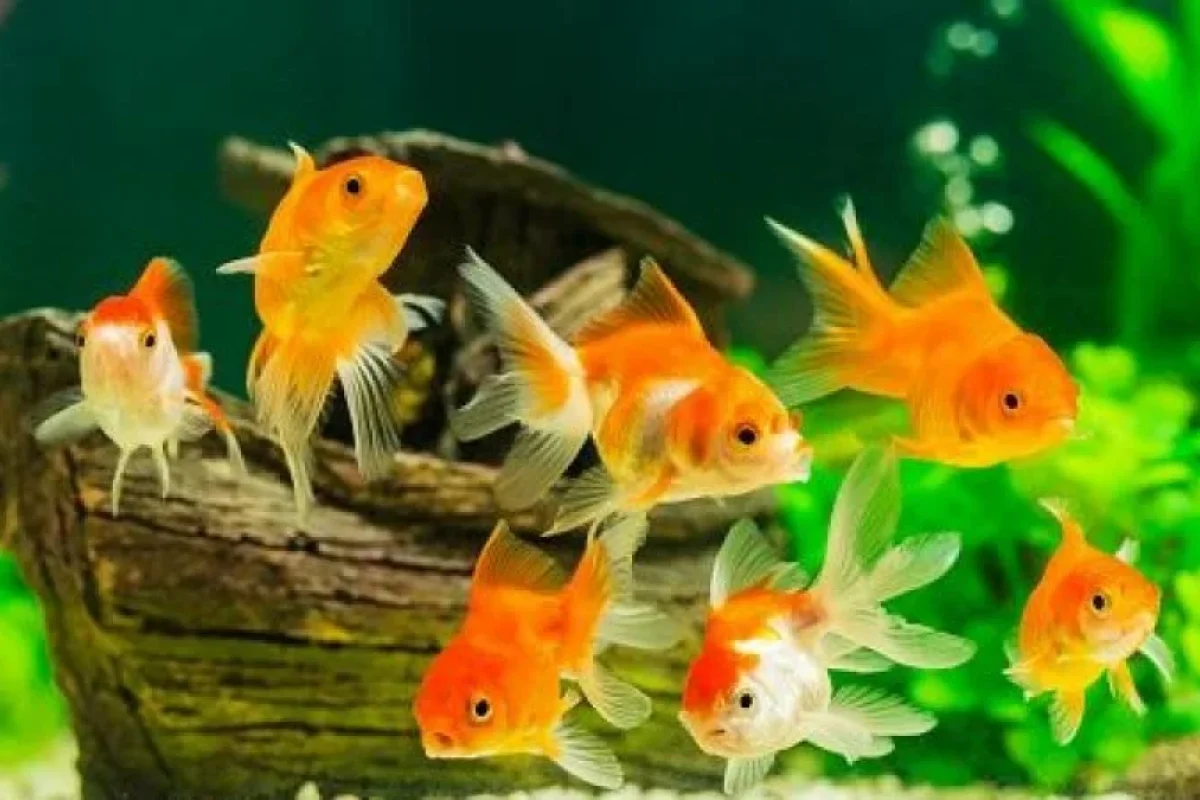 Bu balığı tutun: - hər birinə 75 manat mükafat veriləcək