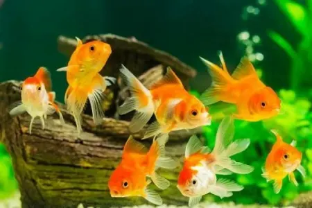 Bu balığı tutun: - hər birinə 75 manat mükafat veriləcək