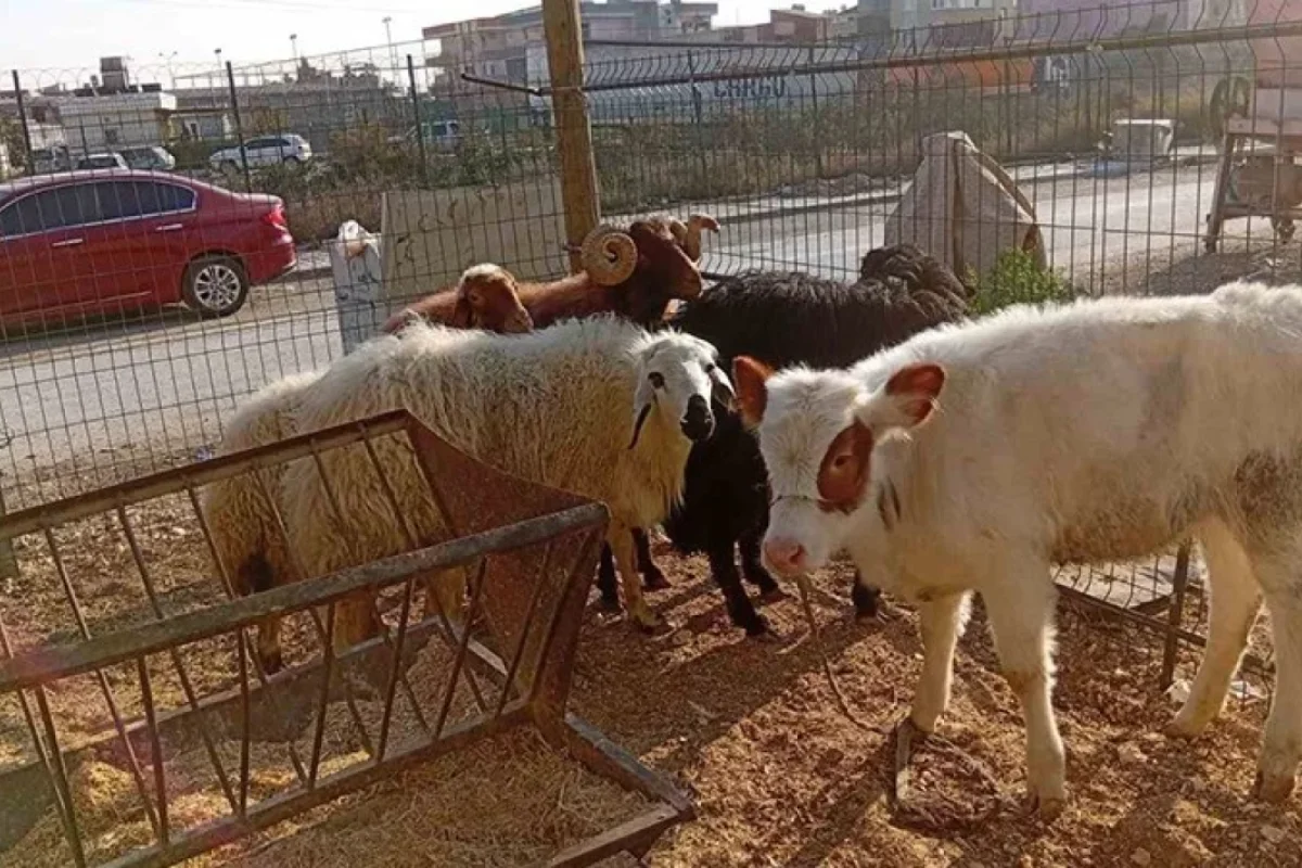 Filmdəki kimi - OĞURLUQ