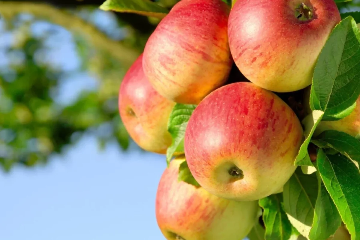 Azərbaycanda yol kənarında pulsuz meyvələr olacaq? - Deputat AÇIQLADI