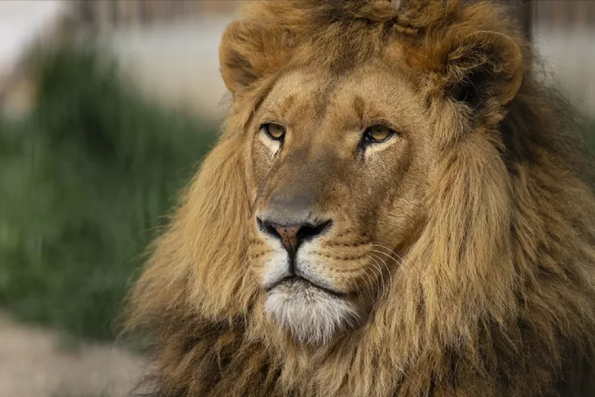 Şəhərdə gəzən şir sakinləri - qorxuya saldı