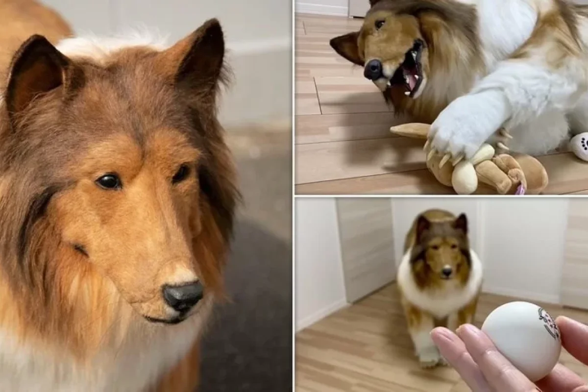 Adam it olmaq üçün 2 milyon - XƏRCLƏDİ