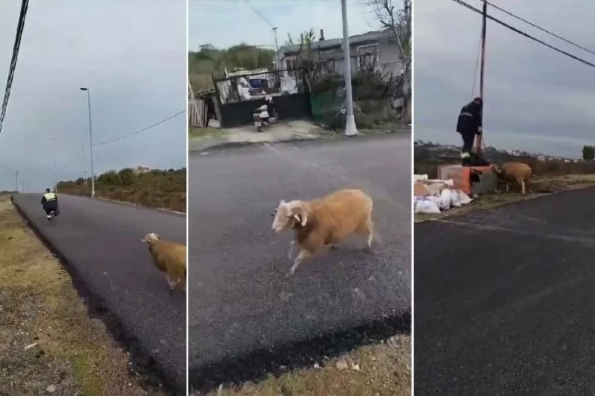 Qəzəbli qoç təmizlik işçilərinə - HÜCUM ETDİ