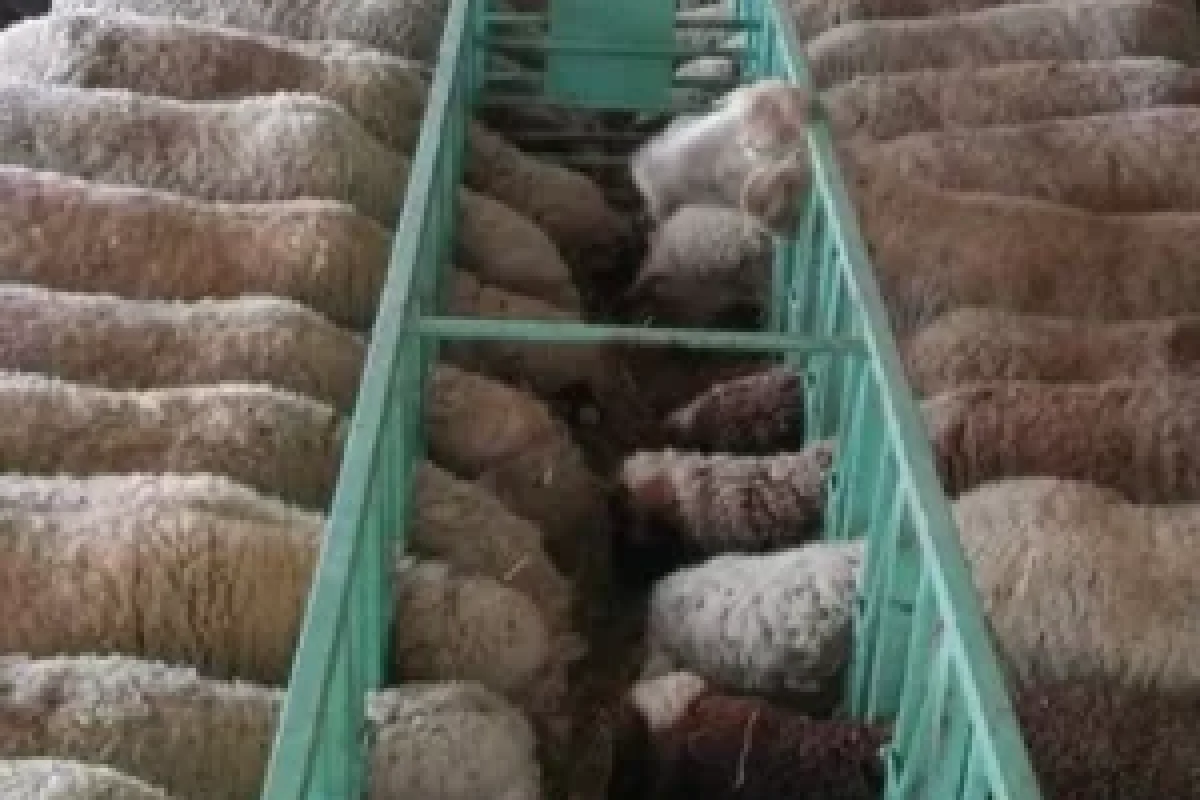 Tövləyə hücum: - 40 qoyun öldü