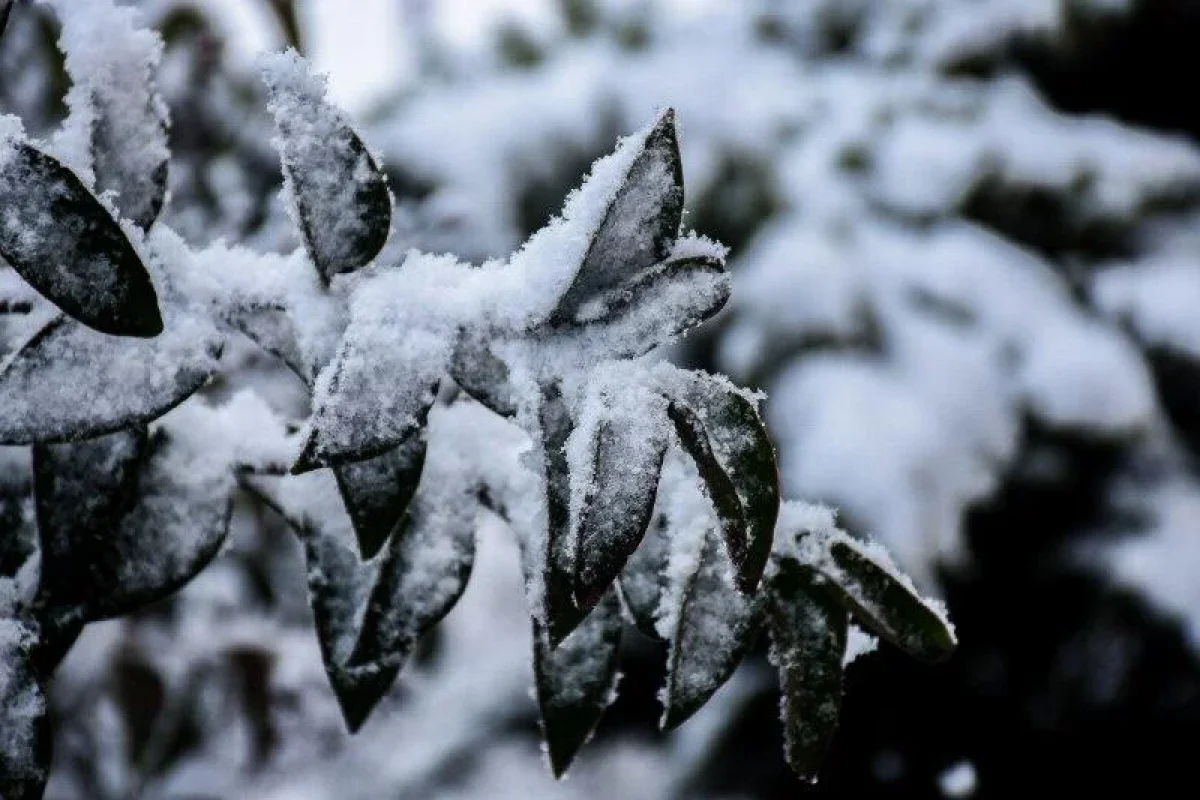 Güclü qar 6 gün - Davam Edəcək