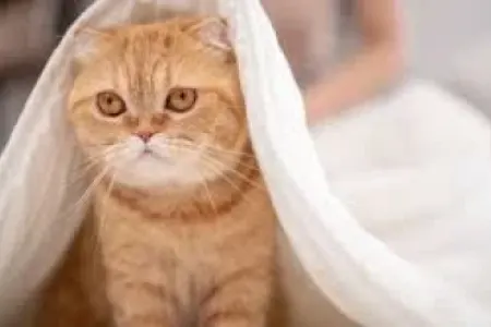 Pişiklər psixi sağlamlığımızı - necə qoruyur?