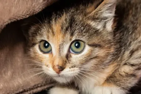 Pişik bəsləyənləri gözləyən TƏHLÜKƏ: - Kor ola bilərsiniz! - FOTO