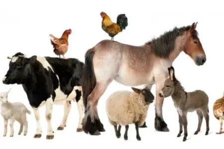 Ev heyvanlarının satışı ilə bağlı limit müəyyən oluna bilər? - AÇIQLAMA