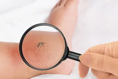 Bu ölkədə ağcaqanad - öldürənlərə pul verilir