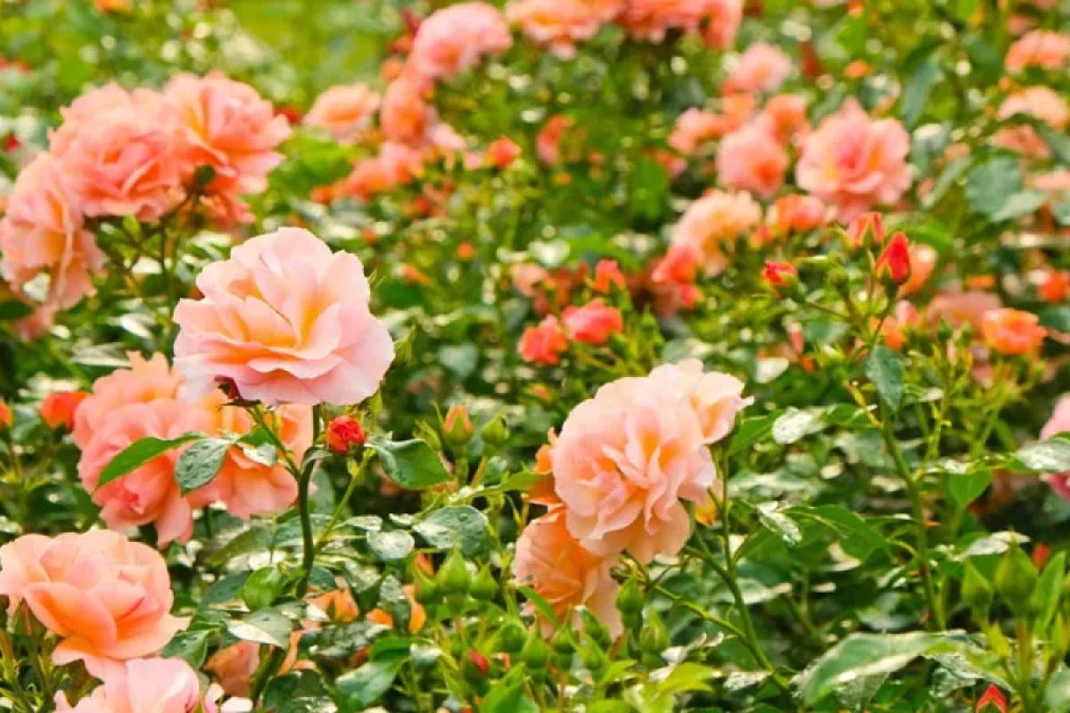 İcra hakimiyyəti 150 minlik ağac və bitki kolu - ALIR