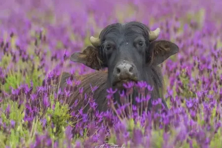 Çoxumuzun sevmədiyi camış ətinin - İNANILMAZ FAYDALARI
