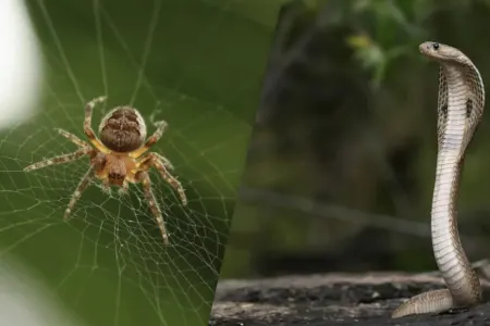 Alimlər insanların ən çox hansı heyvanlardan - qorxduğunu açıqladı