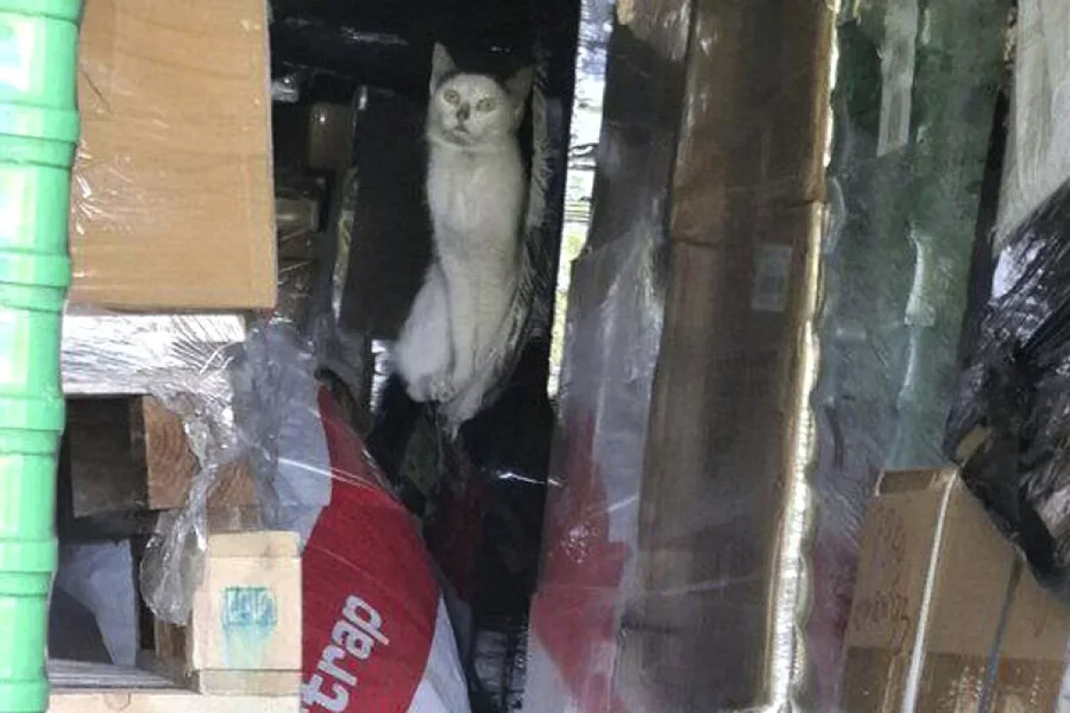 Pişik dörd həftə yeməksiz okeanı üzərək - Karib adalarına çatdı