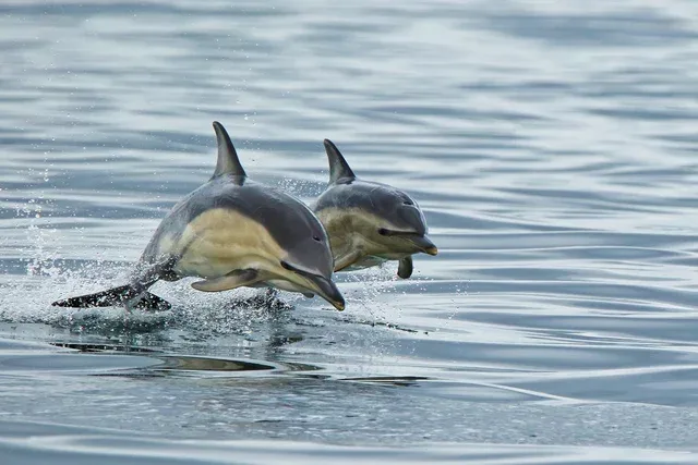 Dəfn mərasimi keçirirlər, insan üzlərini xatırlayırlar: - Təəcübləndirir