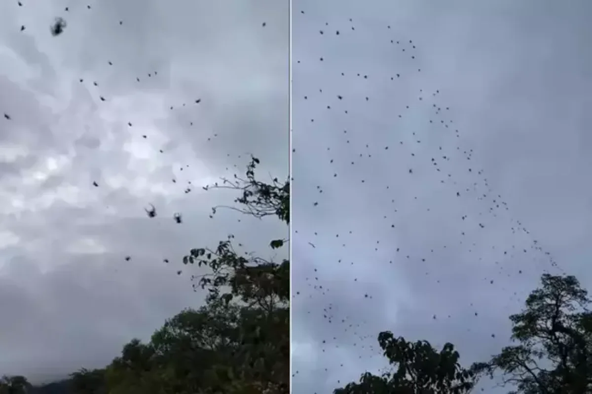 Göydən yüzlərlə hörümçək yağış kimi - YAĞDI - VİDEO