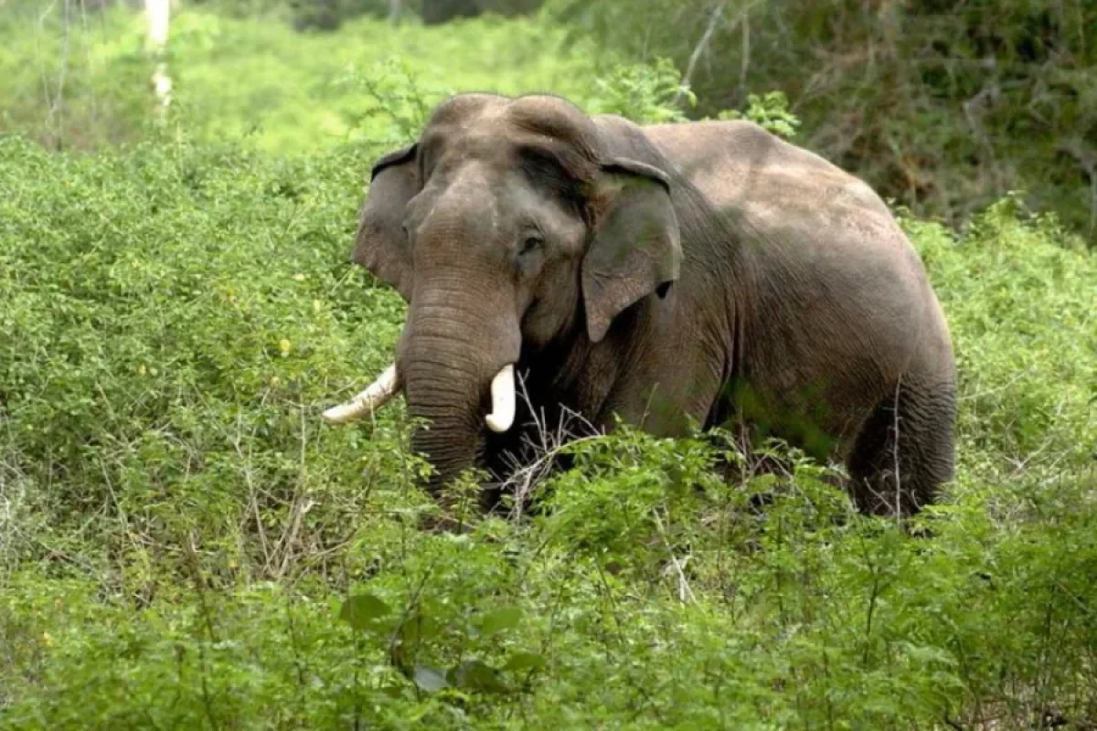 Hindistanda yaşlı cütlük - vəhşi fil tərəfindən öldürüldü