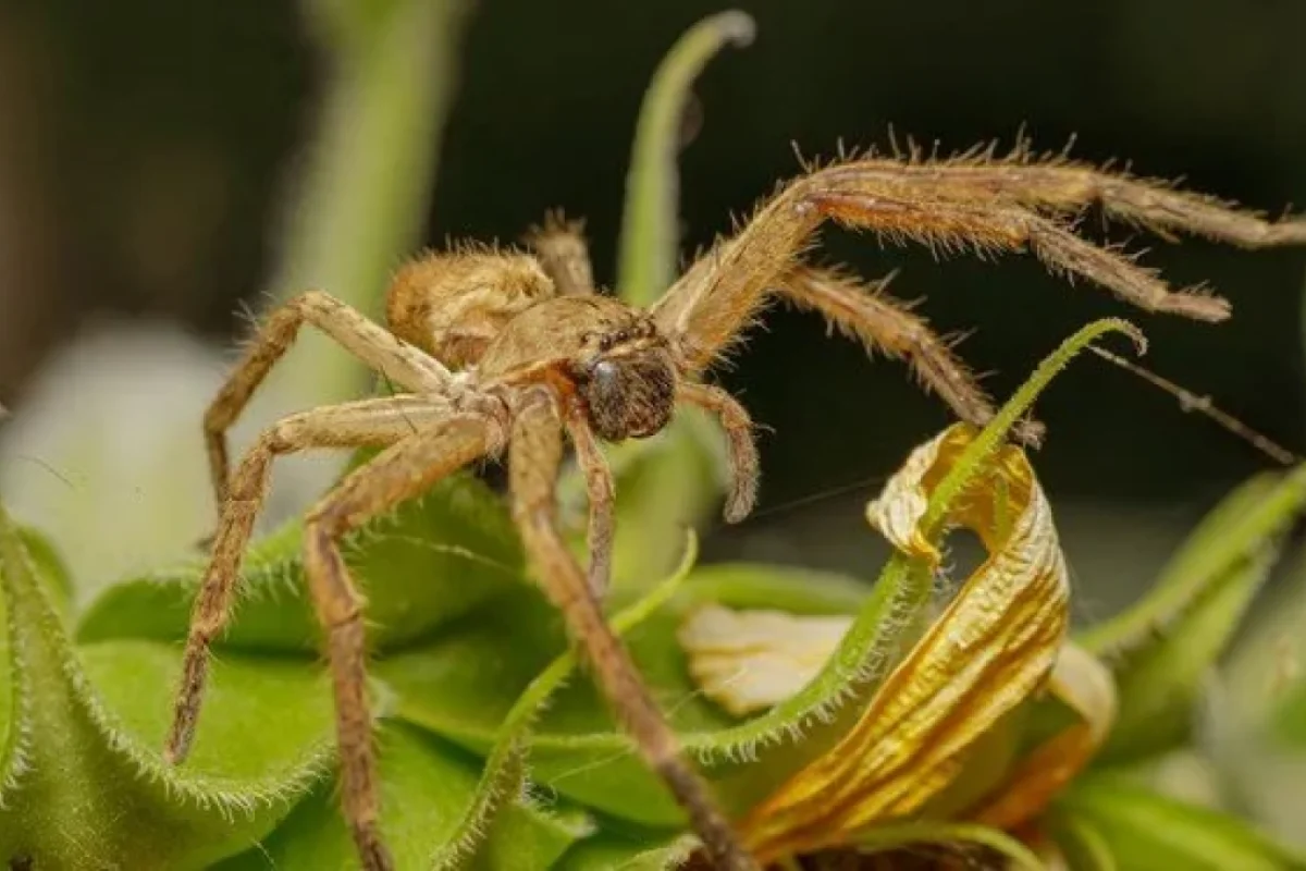 Pilotu tarantula dişlədi - Sərnişinlər çaxnaşmaya DÜŞDÜ