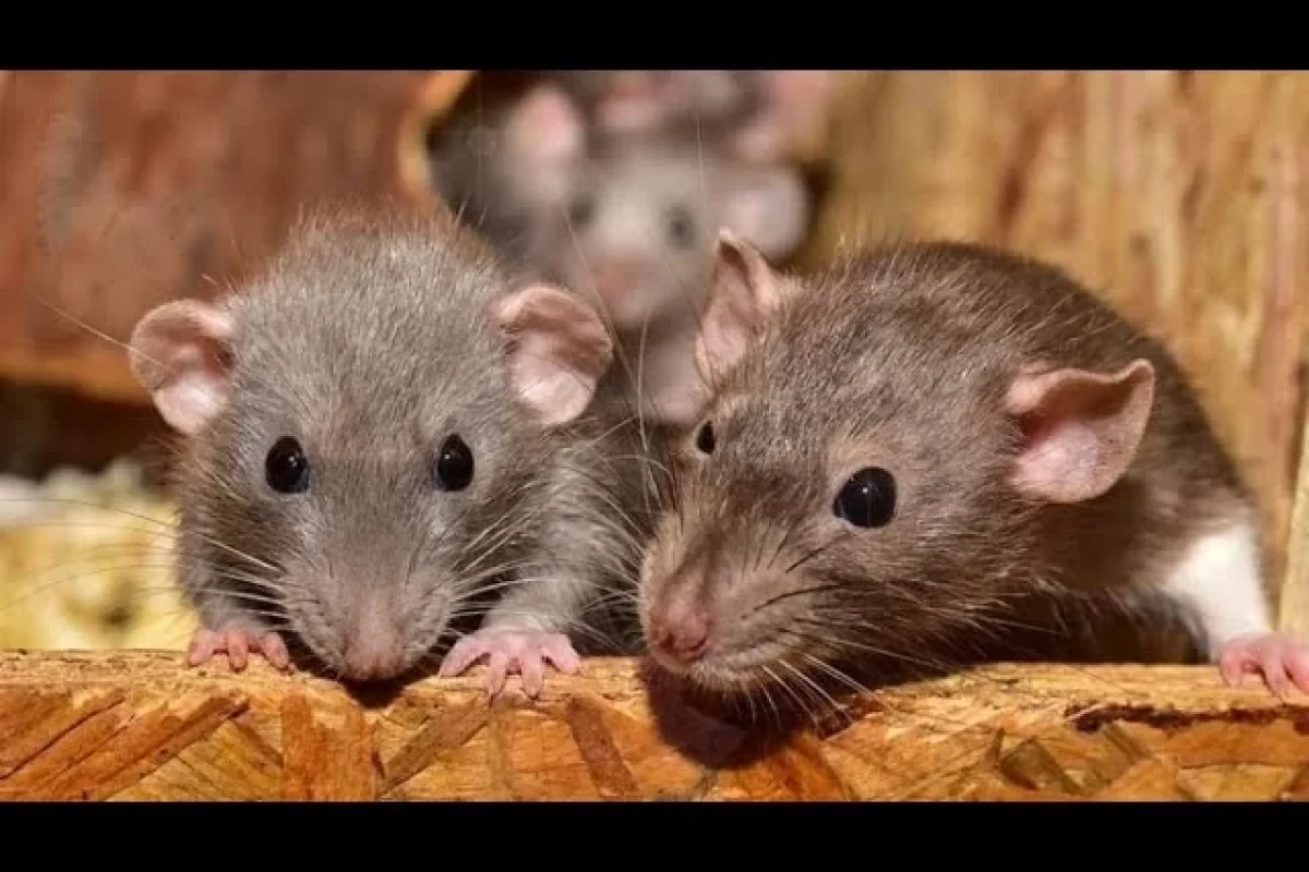 On minlərlə siçanın - arasına düşdü