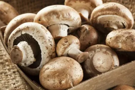 “Göbələklər qripdən qorunmağa kömək edir” – - Alimlər