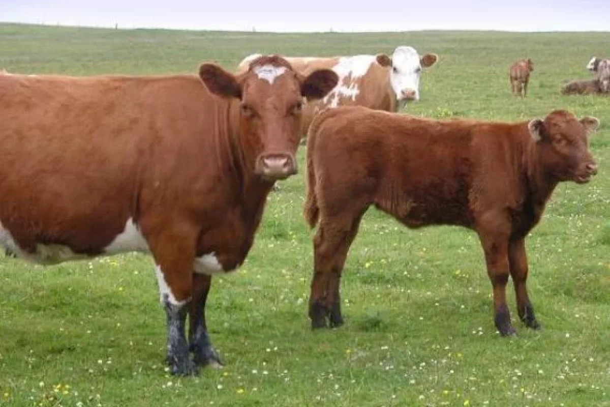 6 ayaqlı və 2 başlı dana - HAMINI ŞOKA SALDI