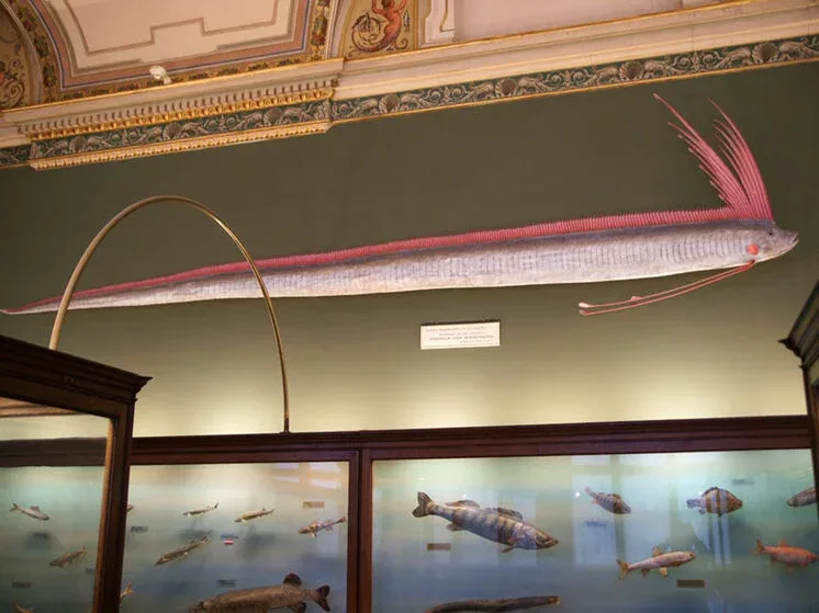 Dünya qorxu içində: "Qiyamət balığı" sahilə çıxdı - Təbii fəlakət gözlənilir