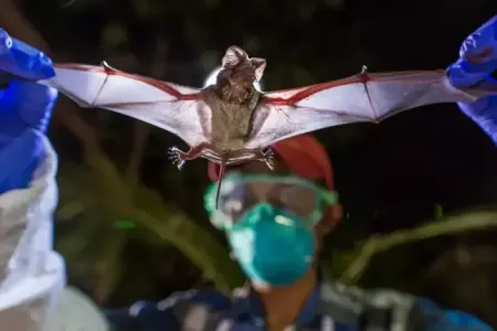 İki gündə ÖLDÜRƏN - EPİDEMİYA - Yenə yarasa...