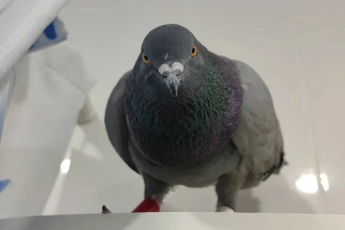 Göyərçin saxladığına görə - TUTULDU