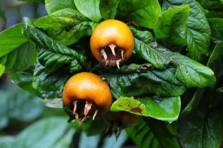 Əzgilin 3 əsas - FAYDASI