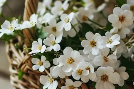 Mütəxəssisdən xəbərdarlıq: - "Xoş qoxulara aldanmayın, ciddi problemlər yaradır"