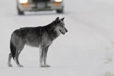 Qarda ac qalan canavarlar kəndə endi - ANBAAN GÖRÜNTÜLƏR